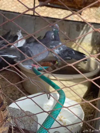 حمام قطيفي قلاب جو أساسات 20