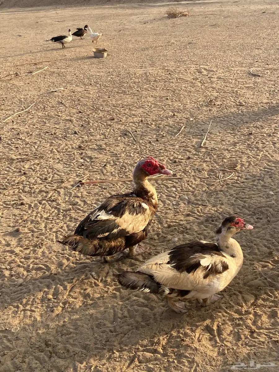 القنفدة القوز 4