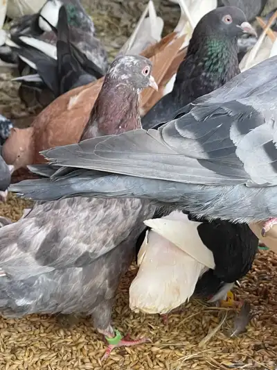 حمام قطيفي قلاب جو أساسات 14