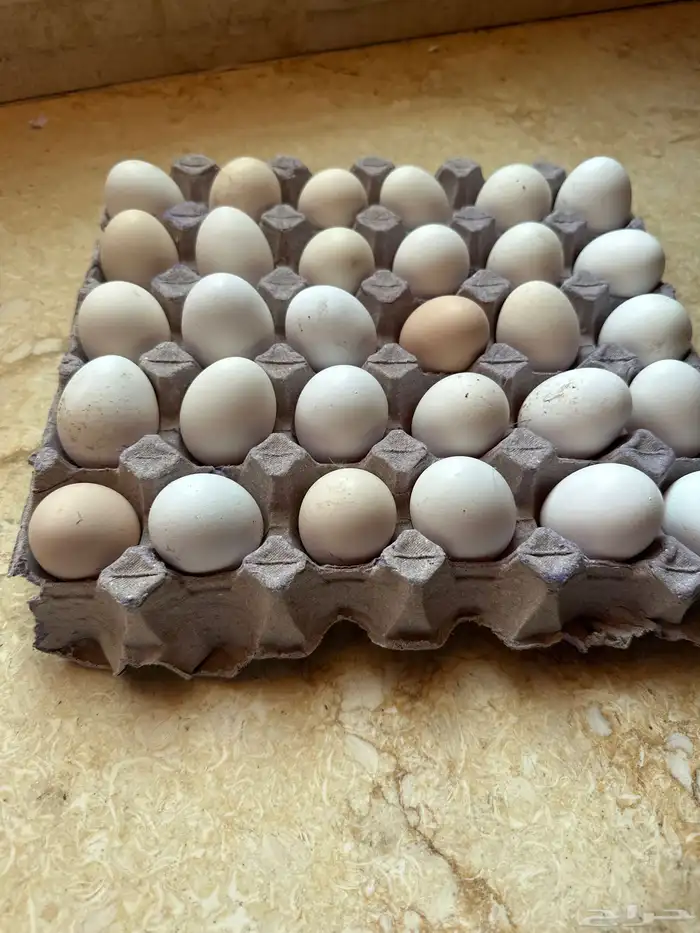 طبق بيض عرب 0