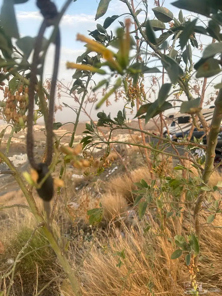 مفتاح مفقود 0