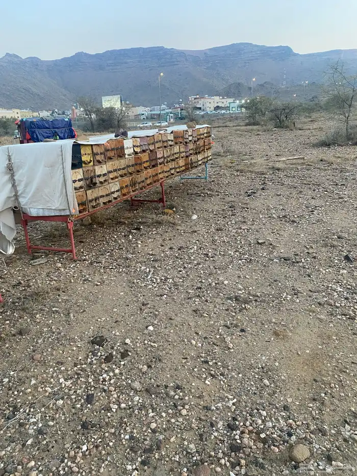 نحل للبيع 120 اعواد محايلي النحل بحاله جيده مع الشبك غرفه 2