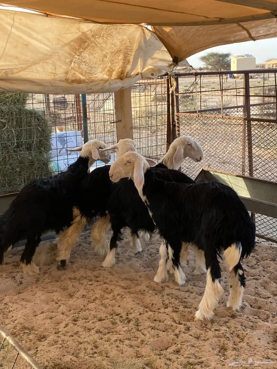 الطائف 4