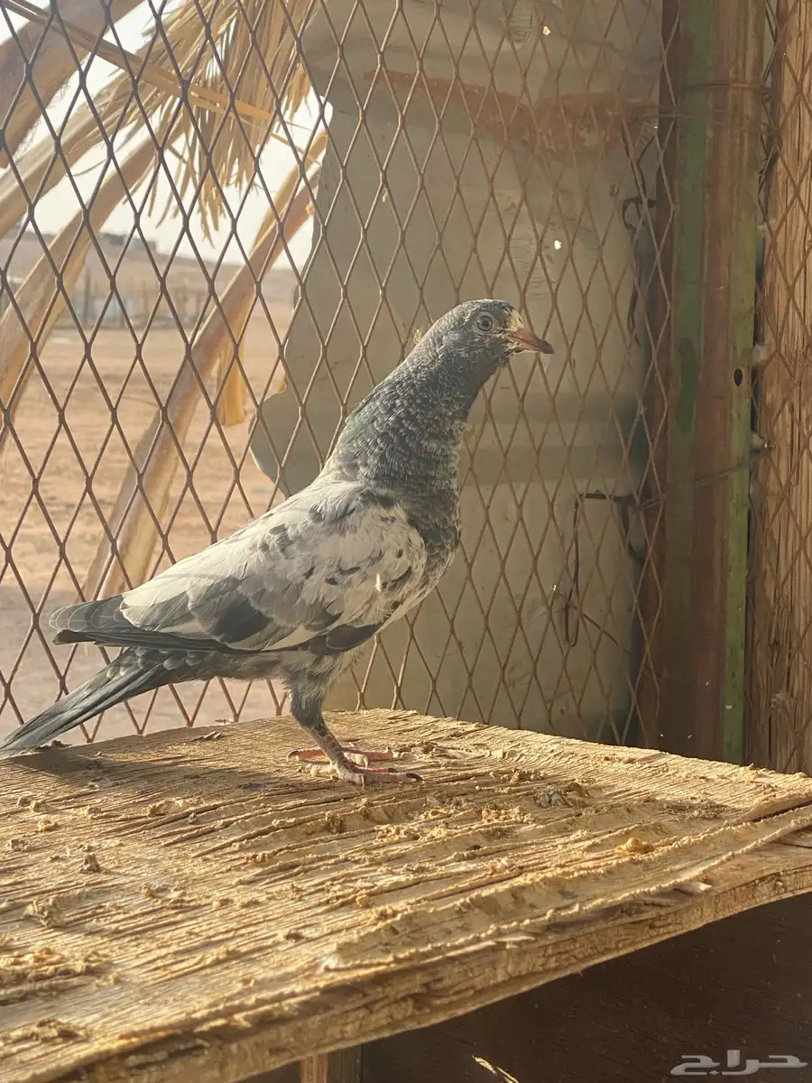 طبات باكستاني 1
