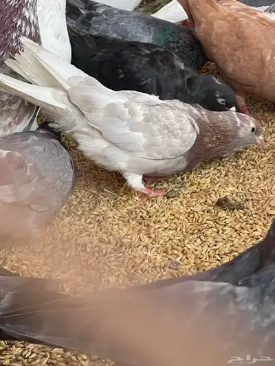 حمام قطيفي قلاب جو أساسات 11