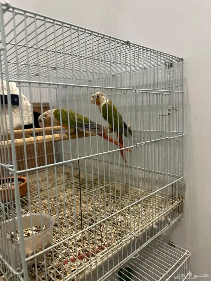 جوز كنيور اناناس 1