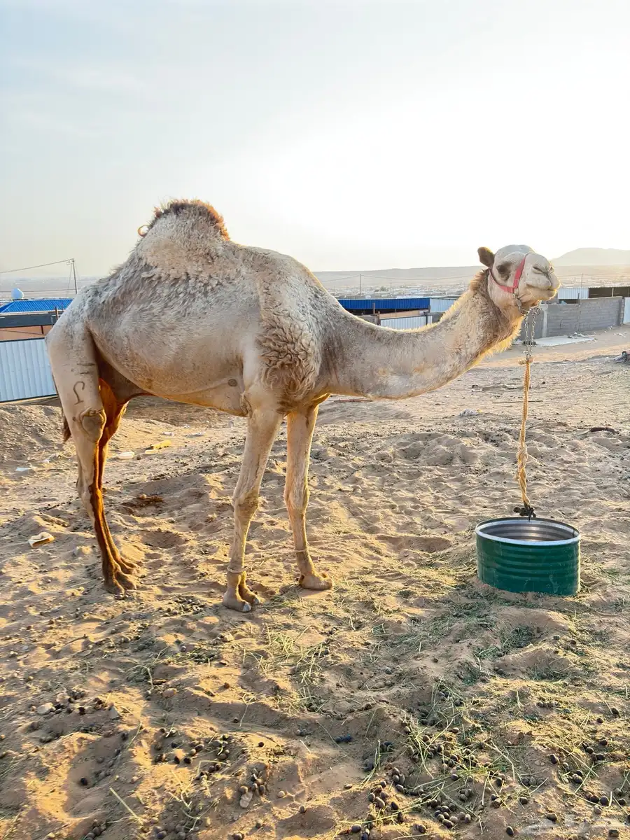 جمل سوداني طابع 0
