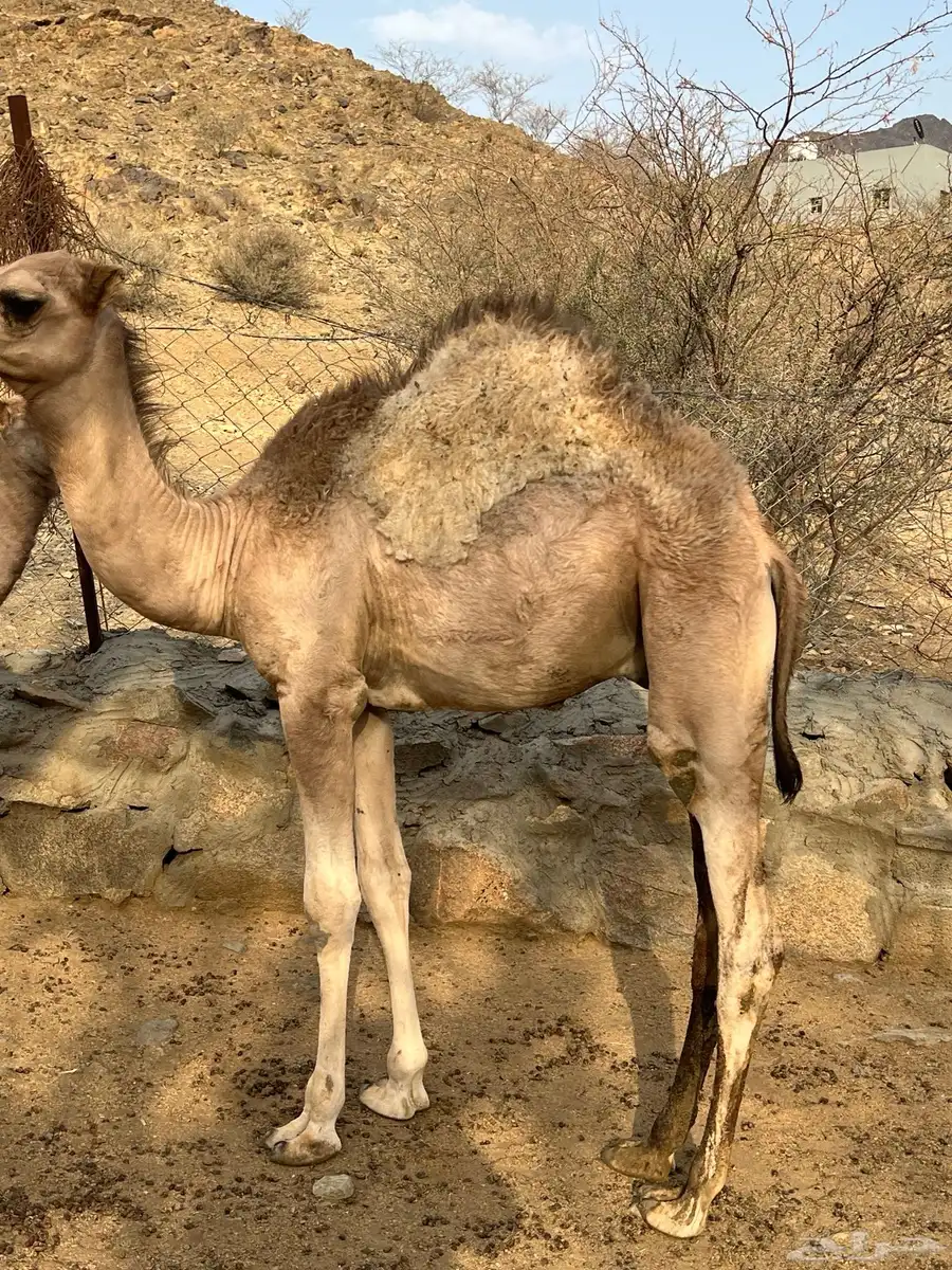 قعود 1
