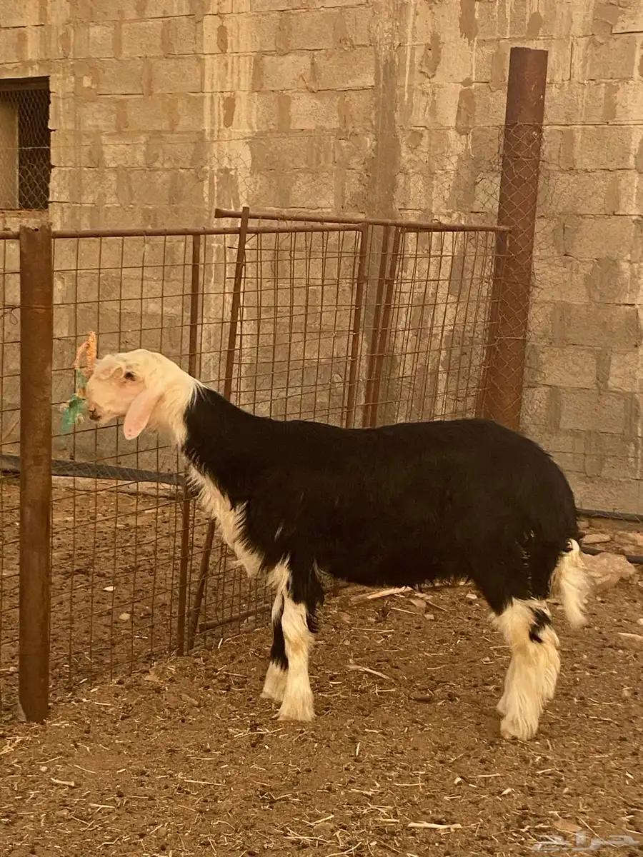 مشروع فحل 3