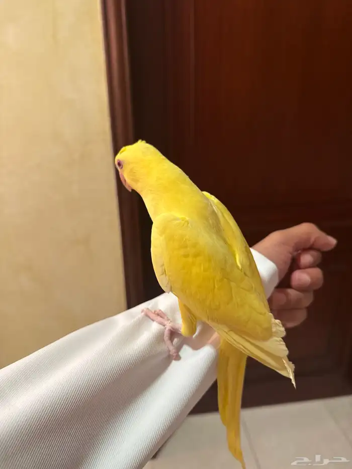درة لاتينو 0