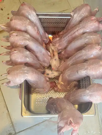 ارانب مبرده يوميا حسب الطلب 0