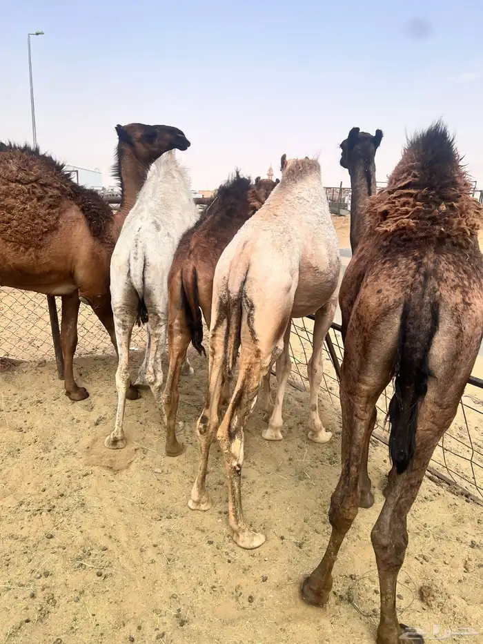 قعدان كفو بلدي 2