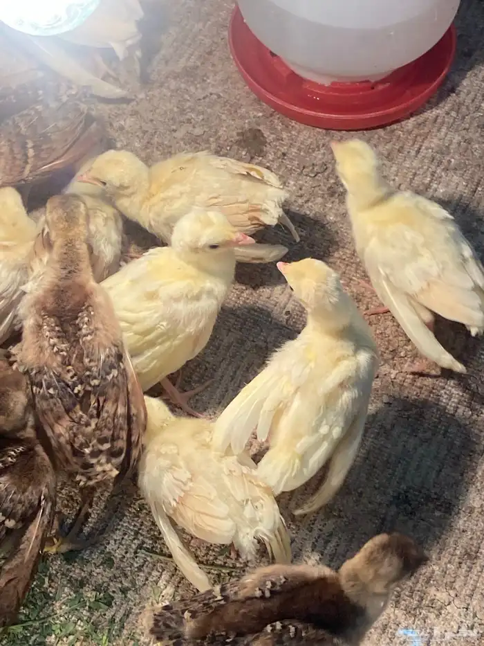 فروخ طاووس 2