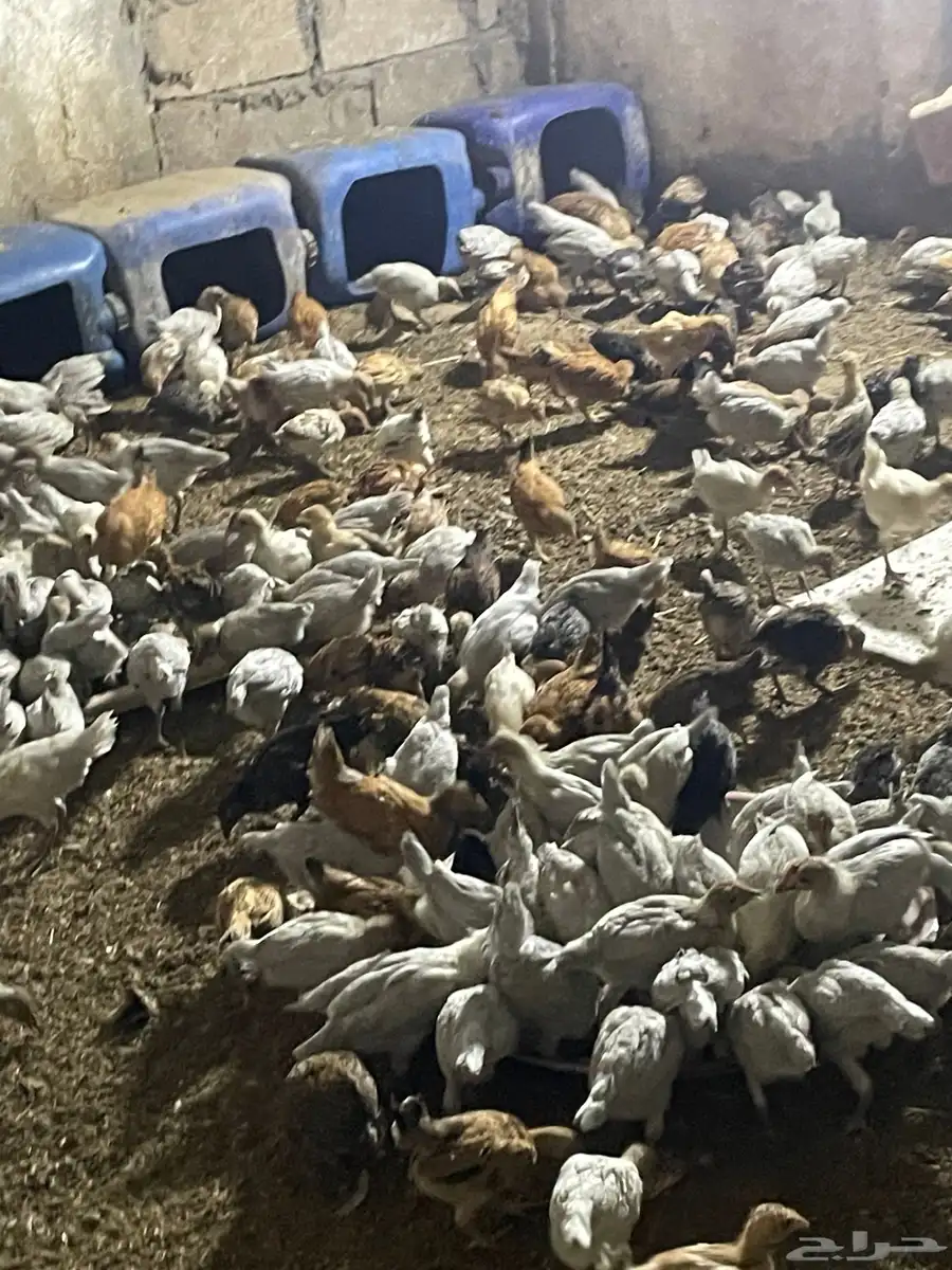 صوص بلدي وفيومي والمنيوم 3