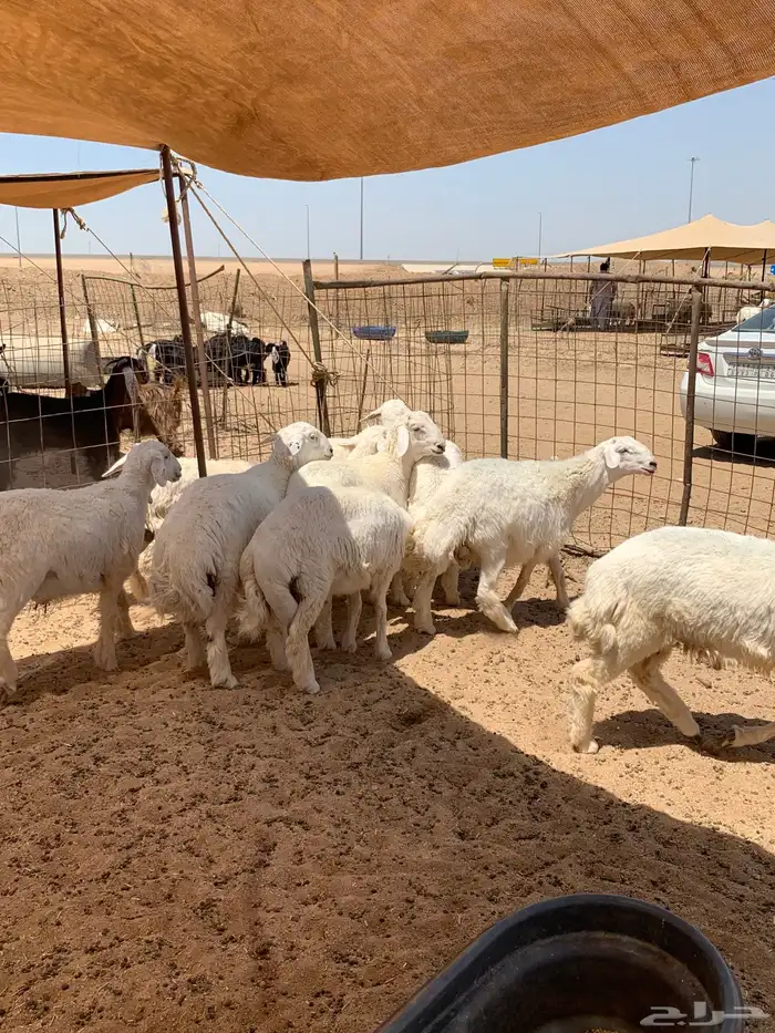 طليان جبره حري كبار ويبيض الوجه ذبايح ضيوف يوجد توصيل 3
