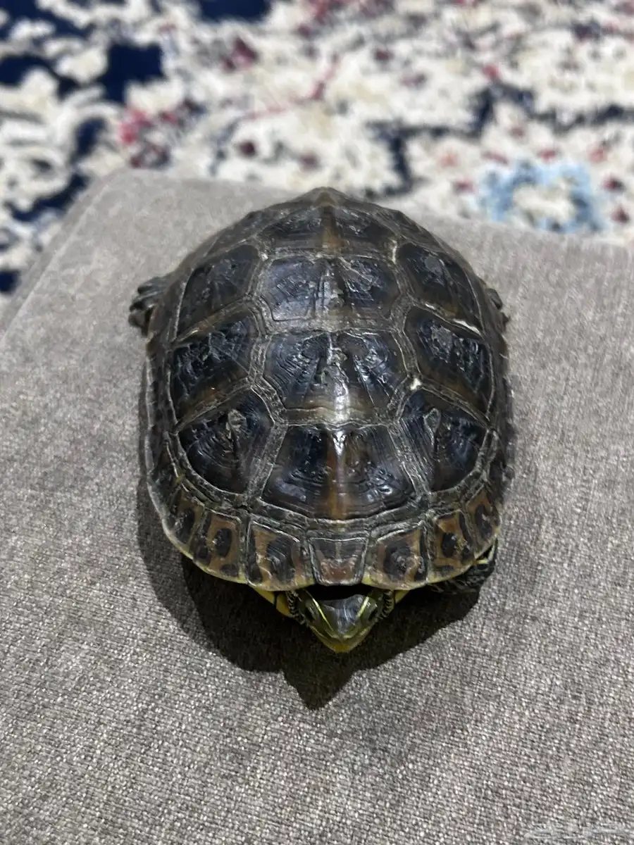 سلحفه 0