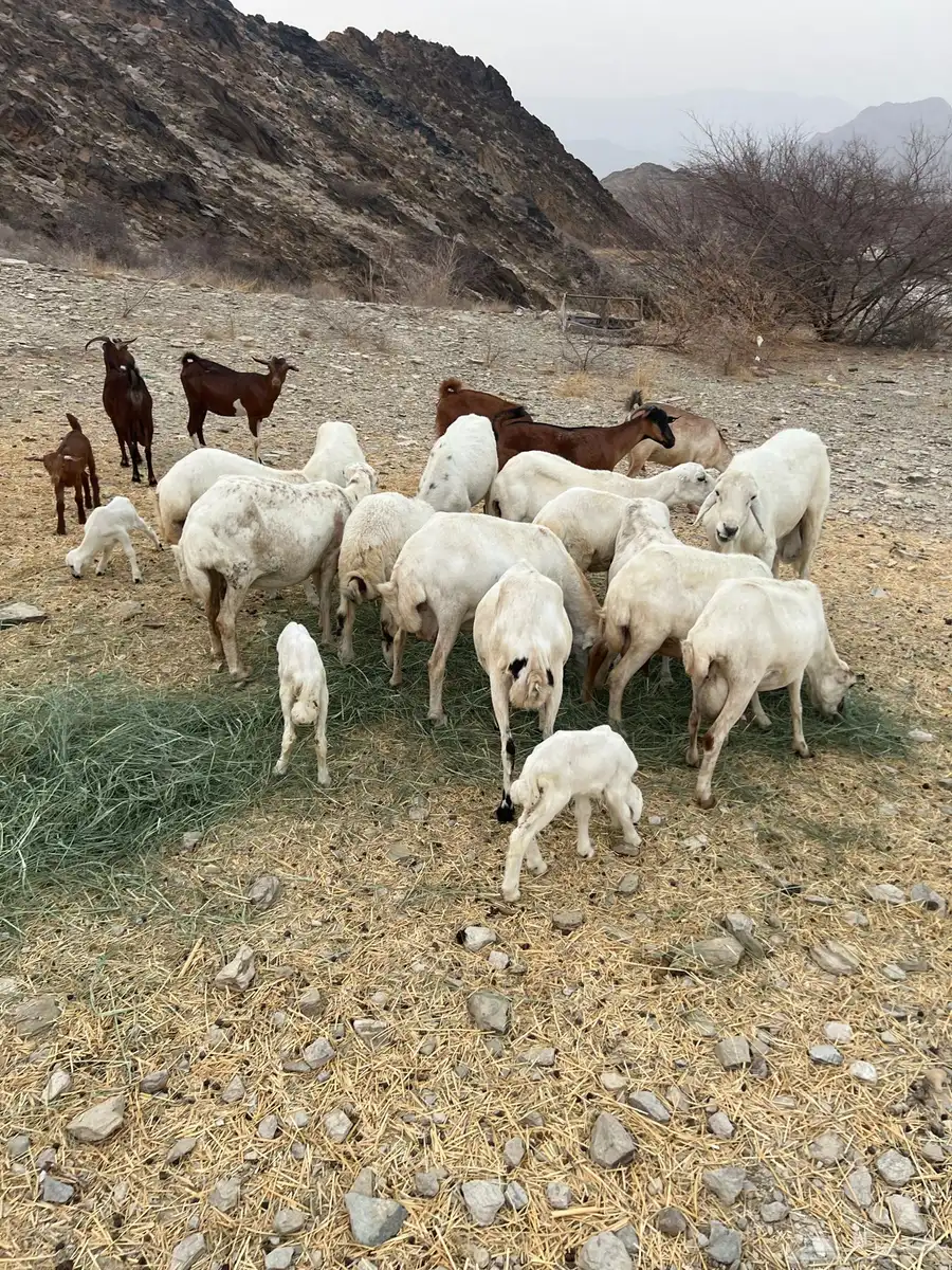 محايل 6