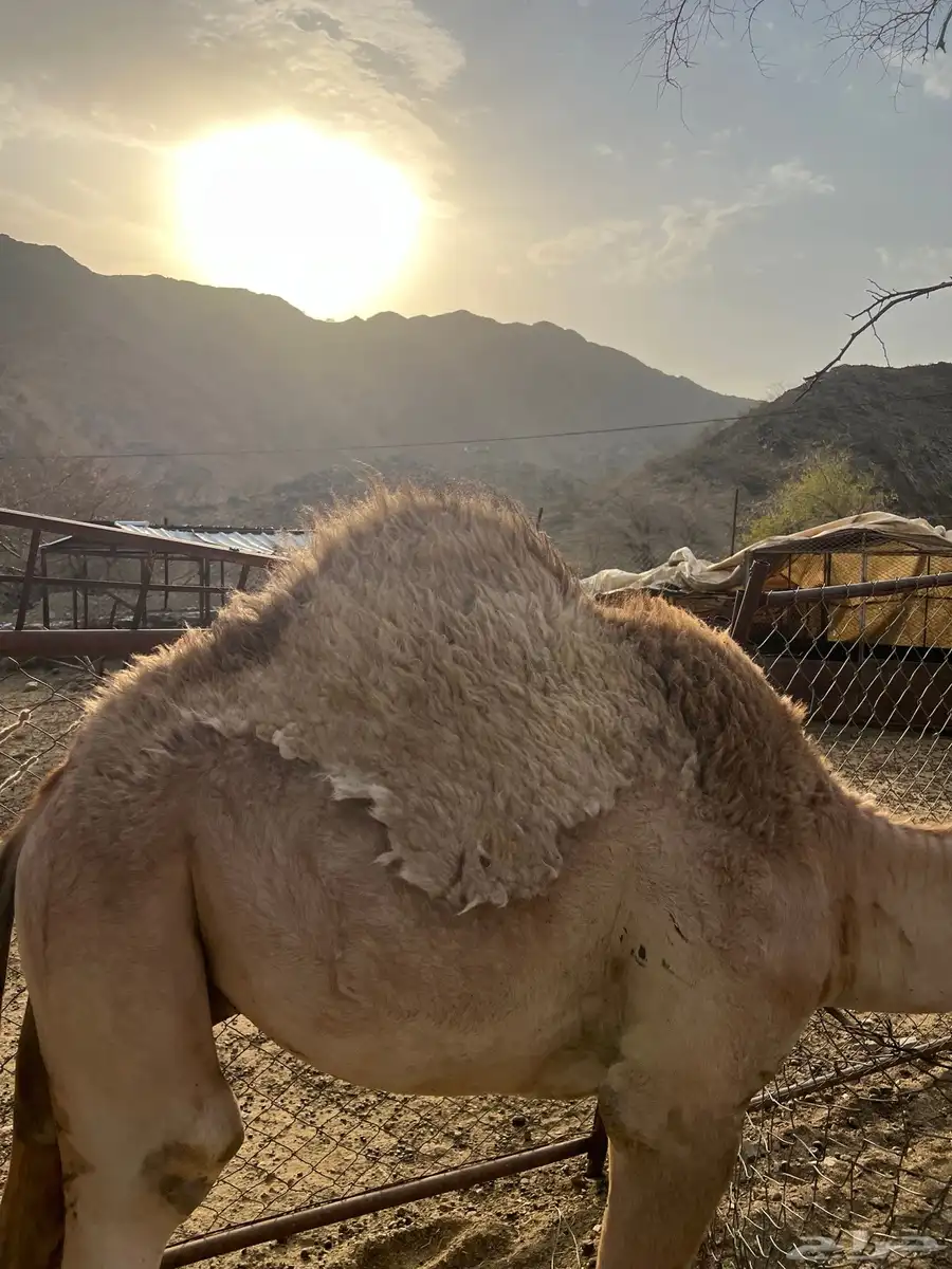 قعود 3
