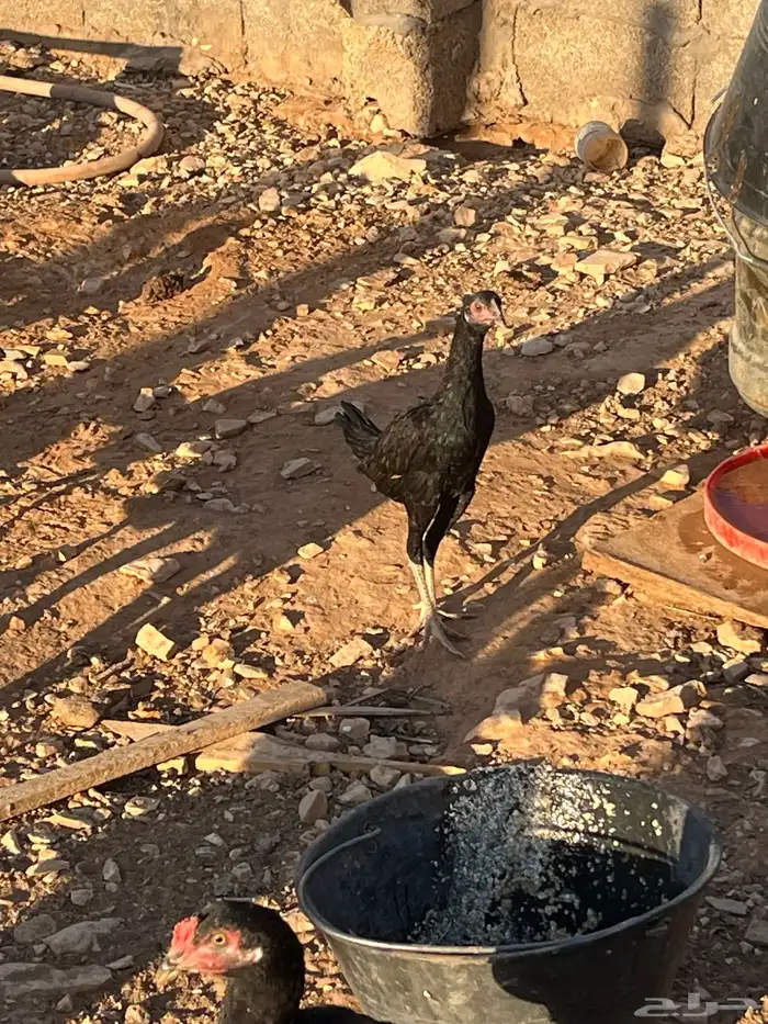دجاج باكستاني 3