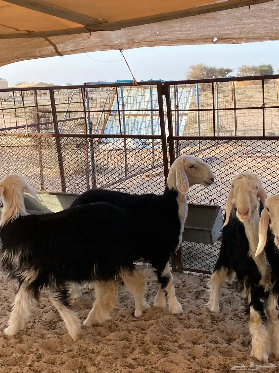 الطائف 5