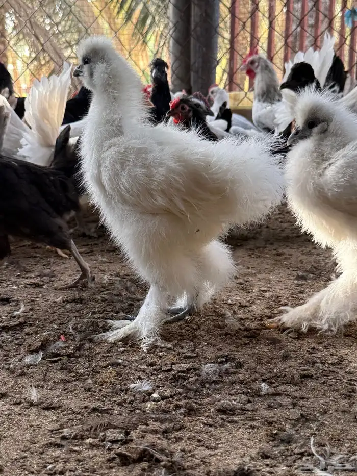 دجاج قطني بشاير حبتين 1