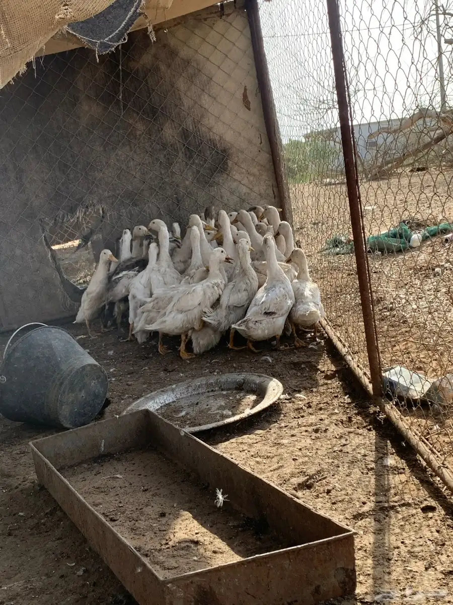بط بكيني الصحه شرط 1