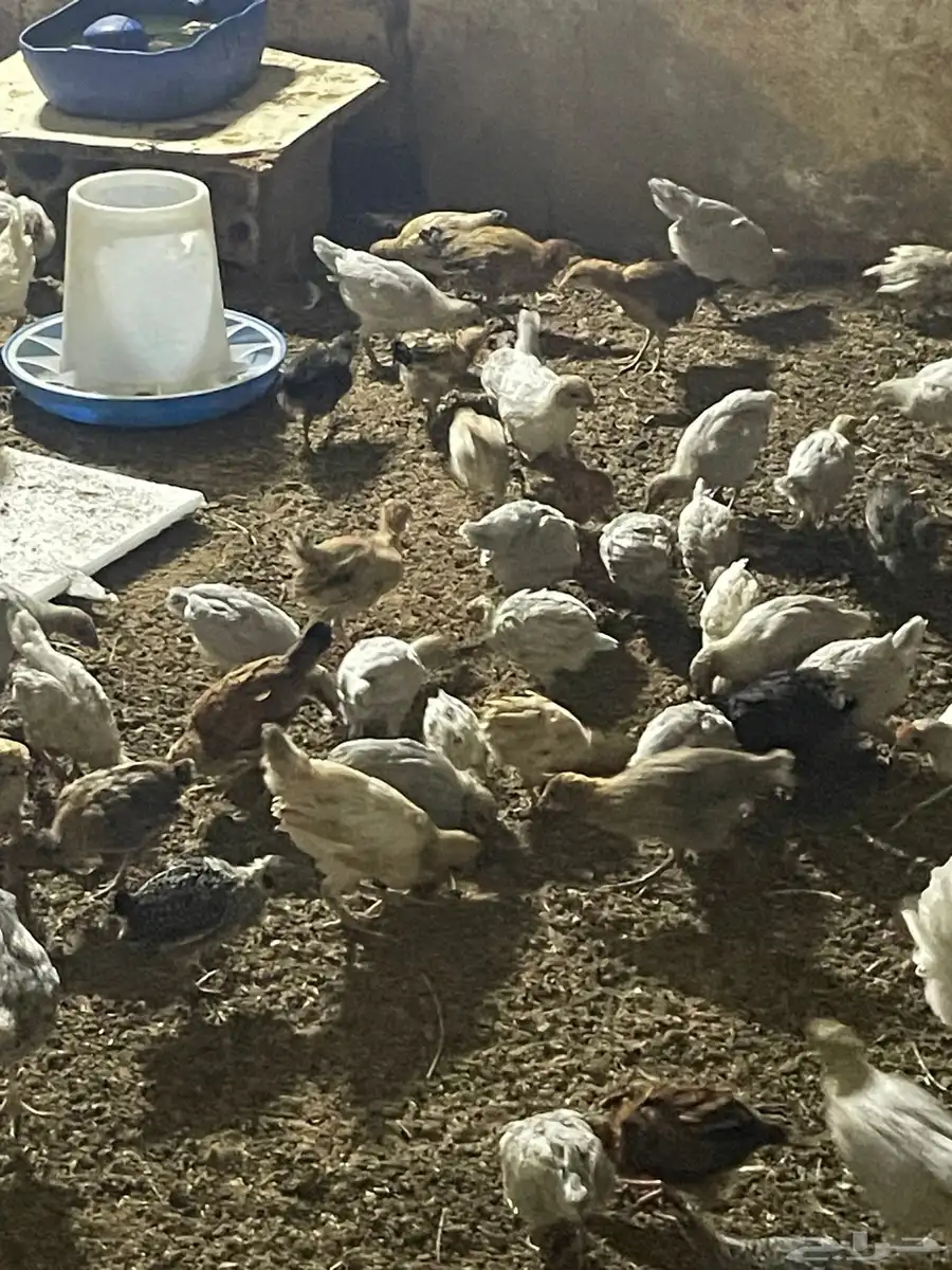 صوص بلدي وفيومي والمنيوم 1
