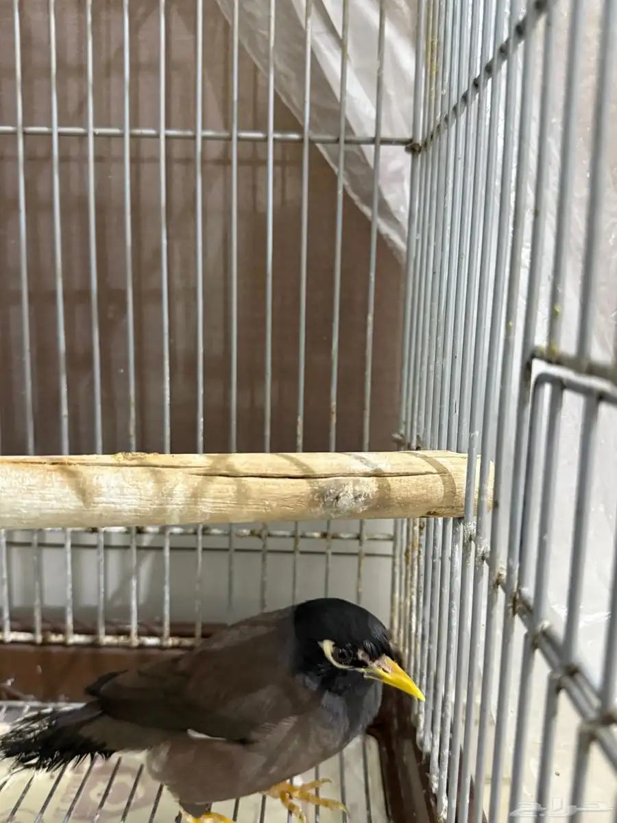 طير مينو عمره سنه 0