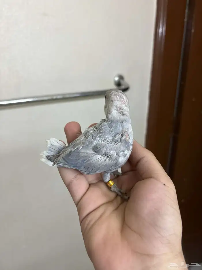 فروخ روز الوان فواتح 1