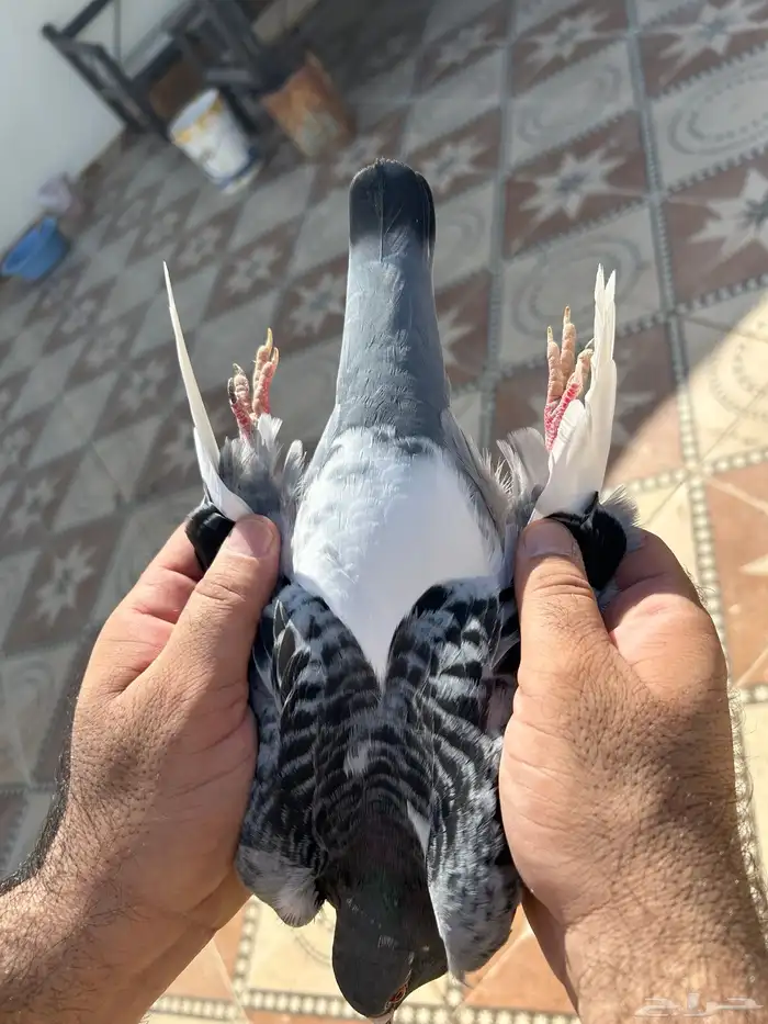 ذكر مسافات طويلة خليص ابطال 1