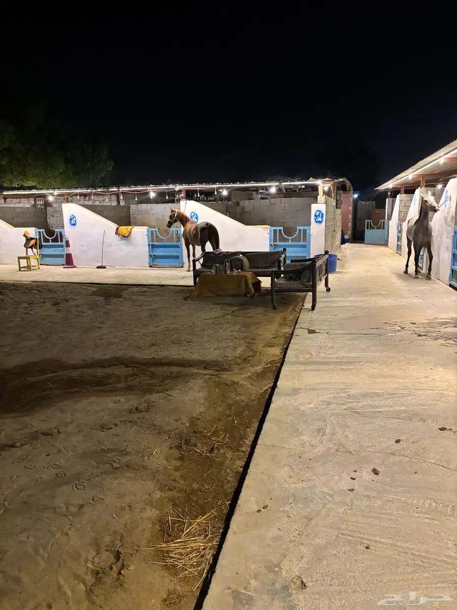 مربط الريم الايواء 6