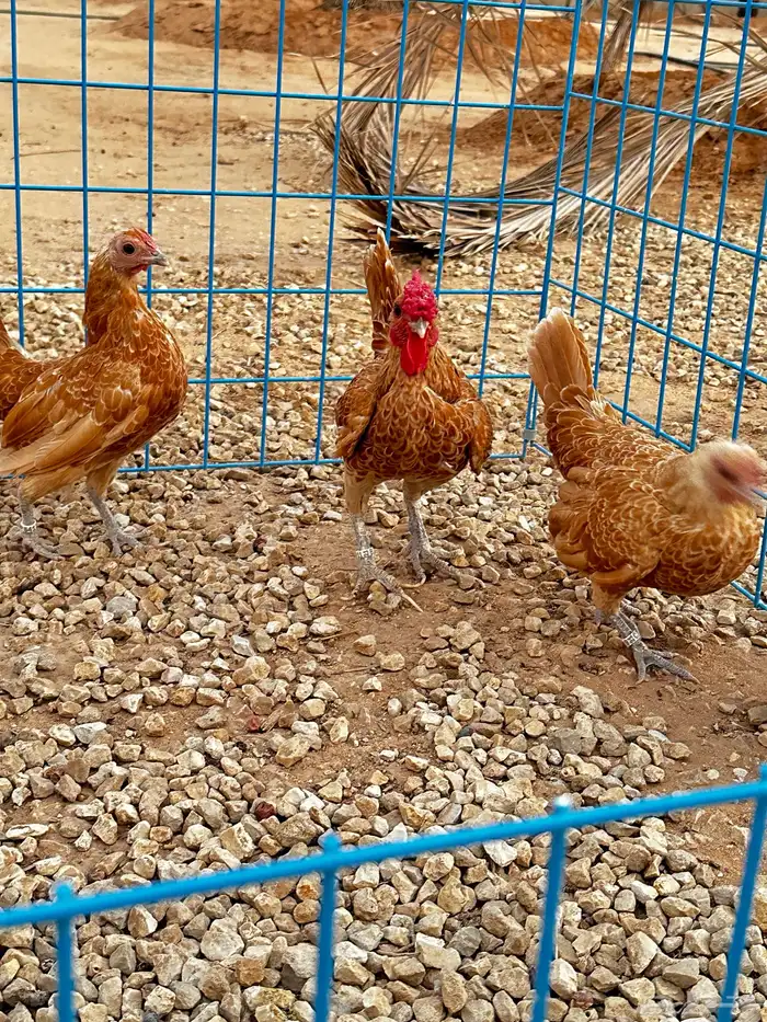 طقم سبرايت كريمي خوارج 2