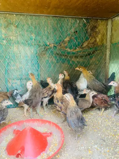 مشروع دجاج عربي وافرق كامل 37