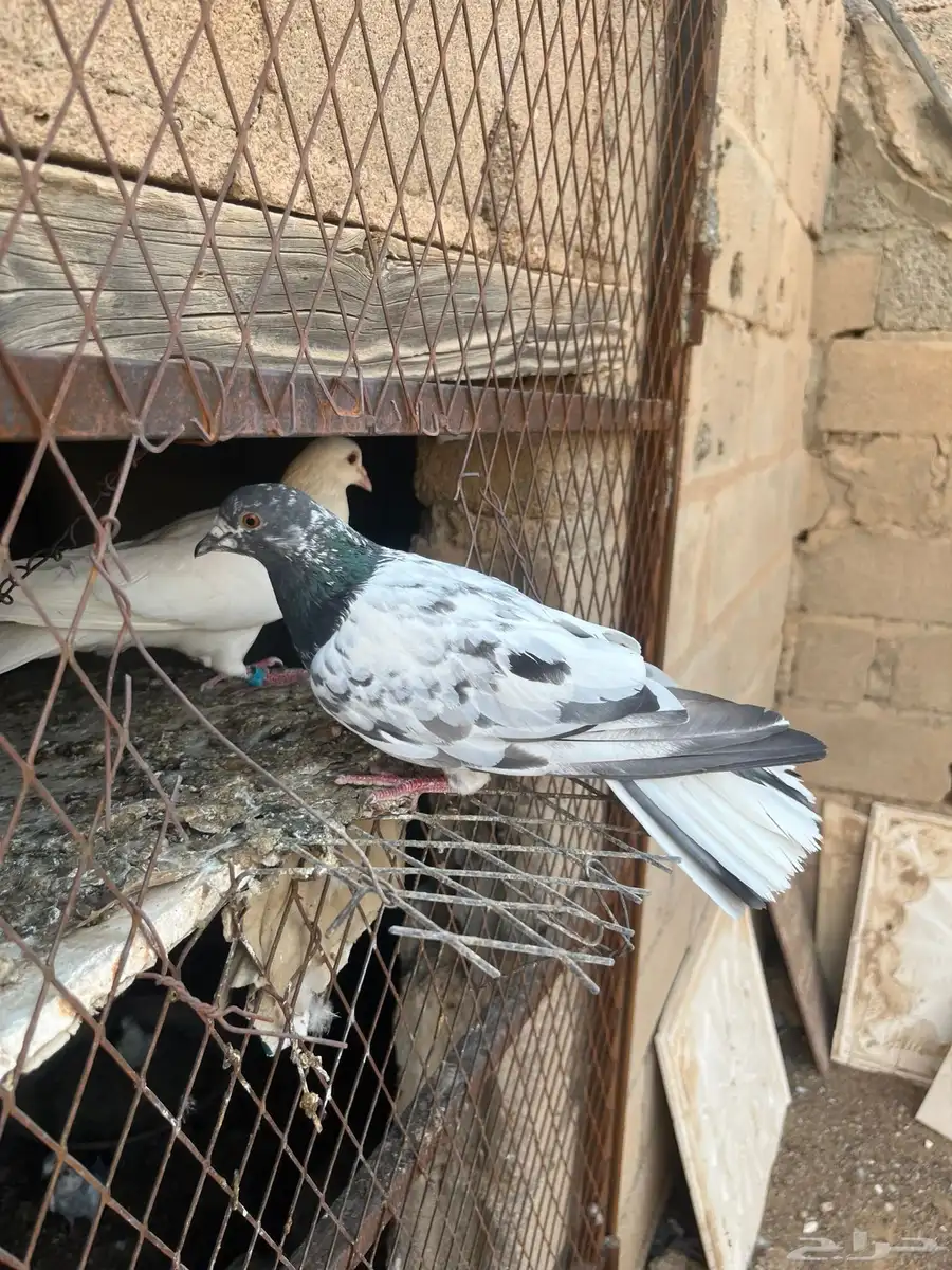 حمام مشكل منتج 3