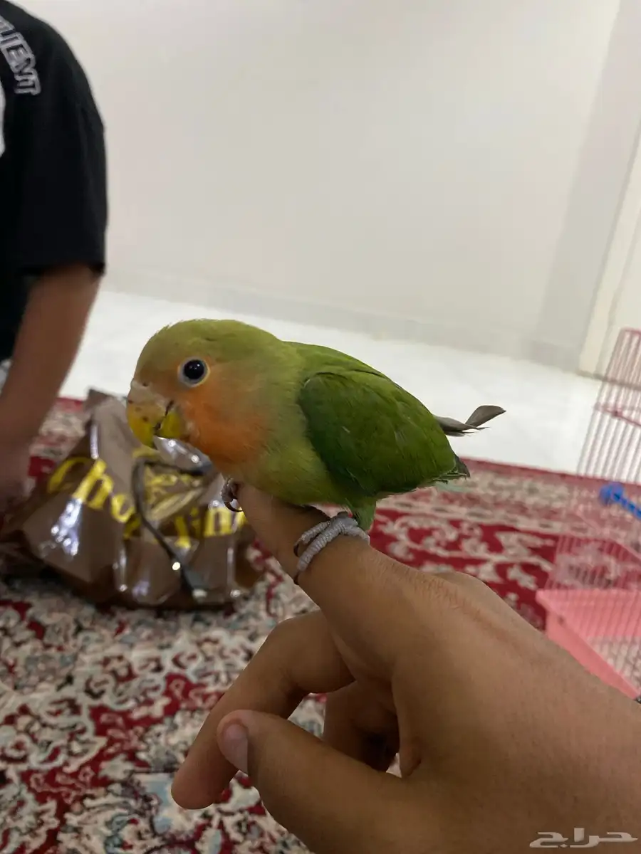 انثى روز اليف 1