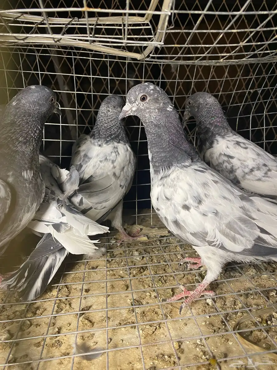 طبات باكستاني 17