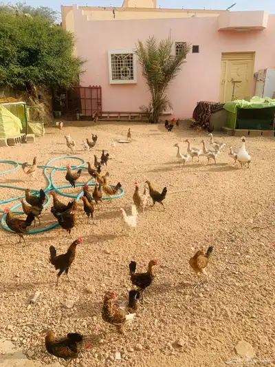 مشروع دجاج عربي وافرق كامل 27