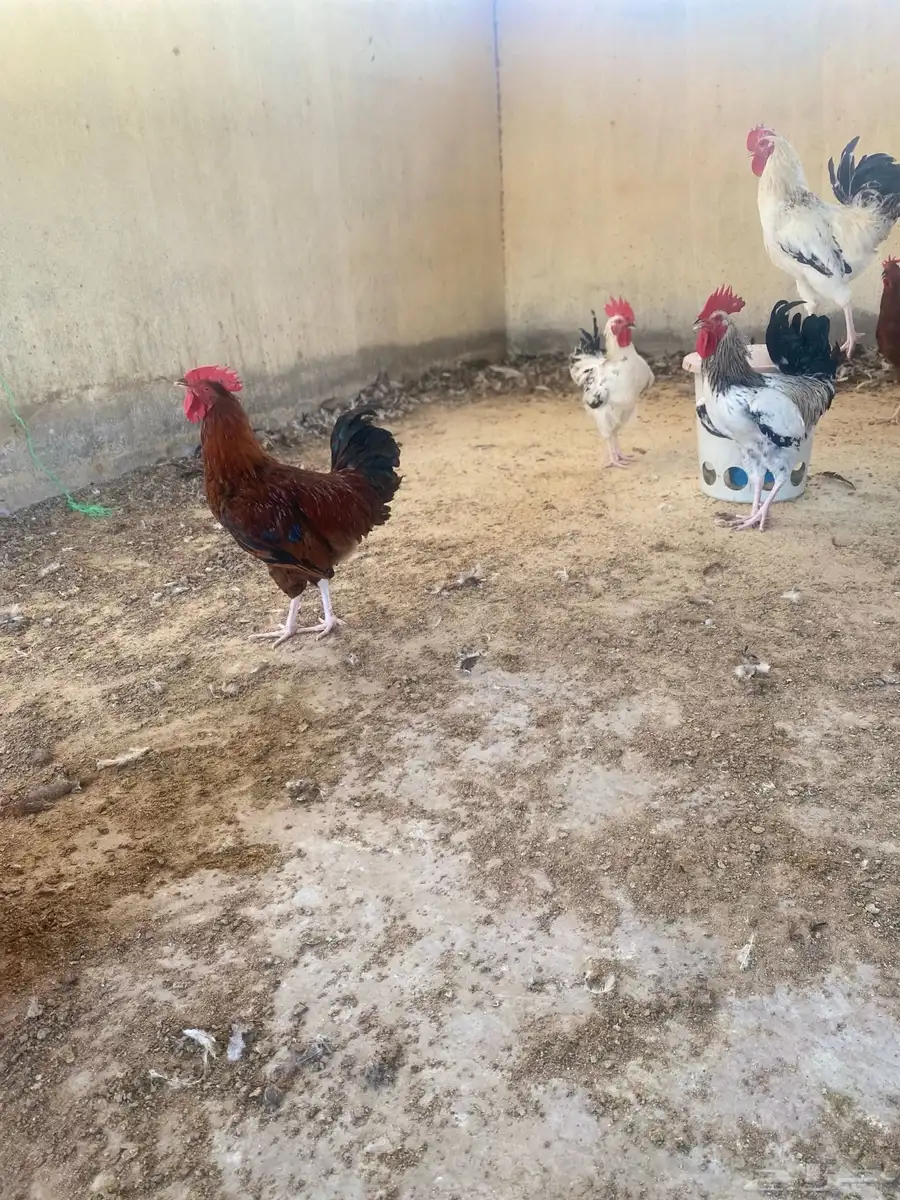ديوك فرنسي 4