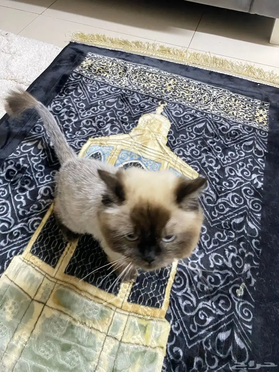 قط للتبني 0
