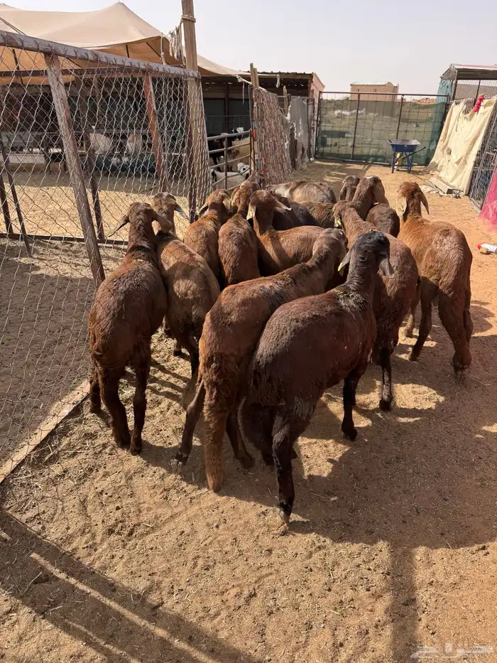 سواكن مرابي طيبه 4