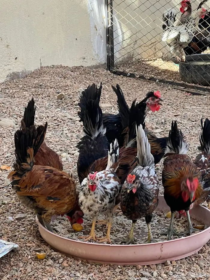ديكة ترث دم صافي 10