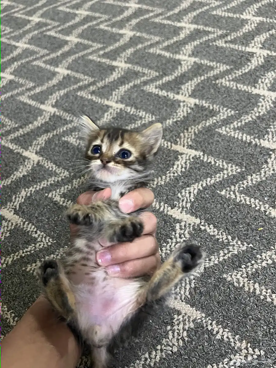 قطط 5