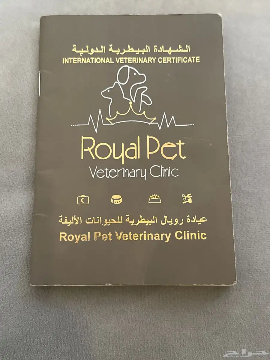 كلب بوميرانيان 3