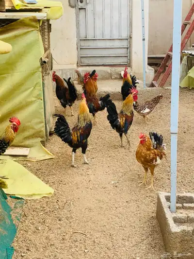 مشروع دجاج عربي وافرق كامل 16