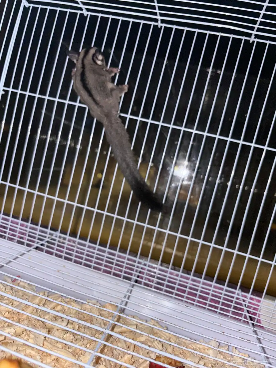 سنجاب طائر 0