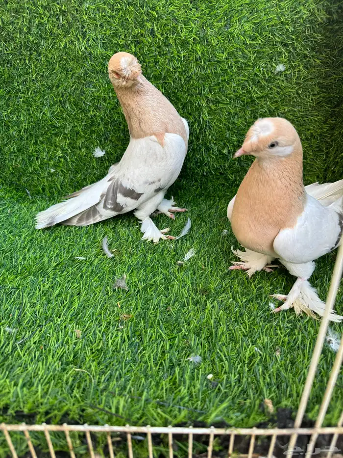 جوز تركي اورفلي 3