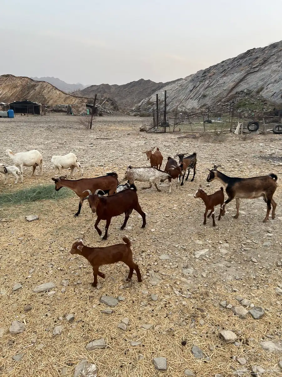 محايل 2
