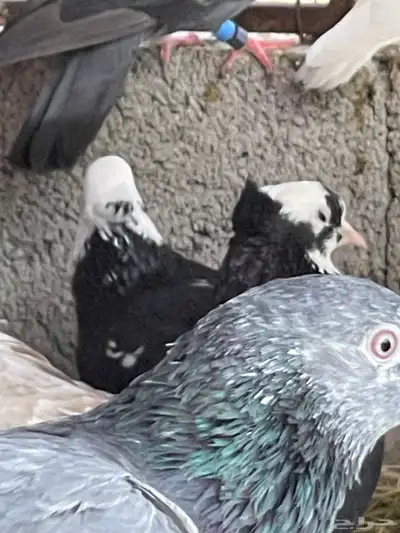 حمام قطيفي قلاب جو أساسات 1