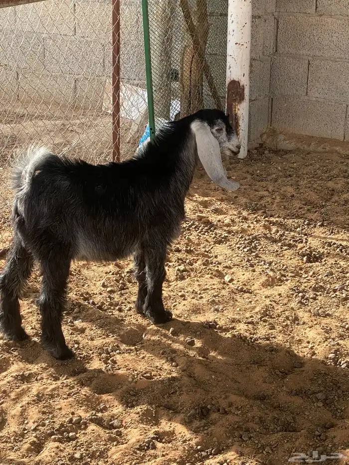 للبيع عارضي عمره 3 شهور 2