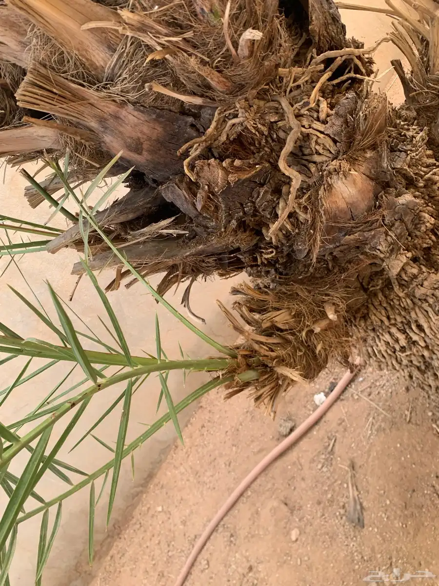 للبيع فروخ النوع حلوه 1